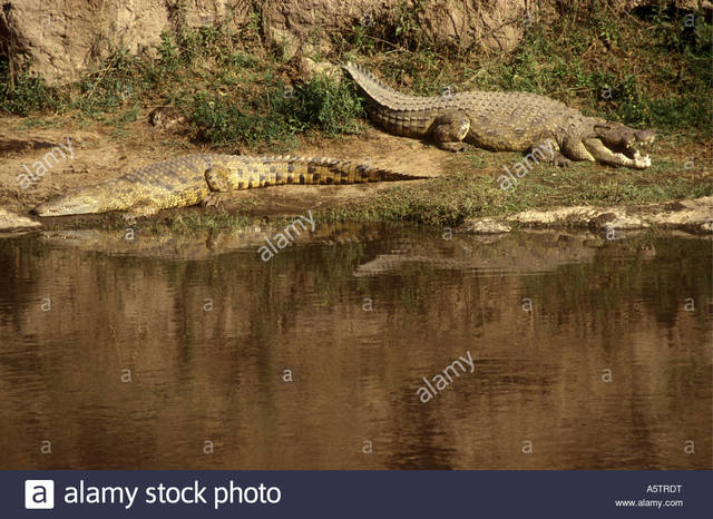 mature huge mature photo huge river stock banks comp mara trdt nile crocodiles masai