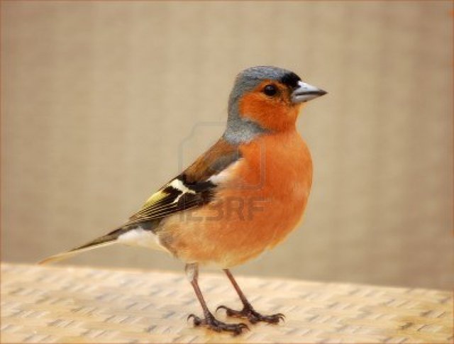 mature young mature young photo but chaffinch suburban setting