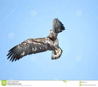 immature porn bald eagle flight against blue sky immature idaho