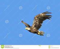 immature porn bald eagle flight young against blue sky background immature idaho