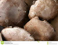 mature spreads portobello mushroom portabella agaricus mature form button stipe elongates cap spreads out umbrella shape stock photo